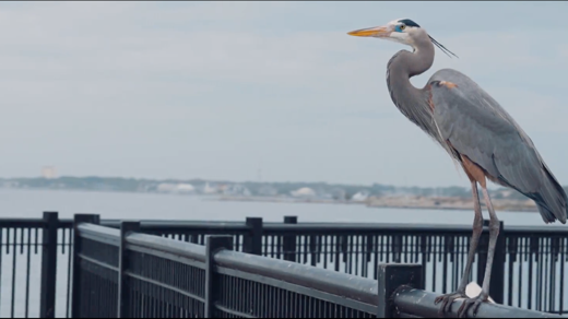 pelican